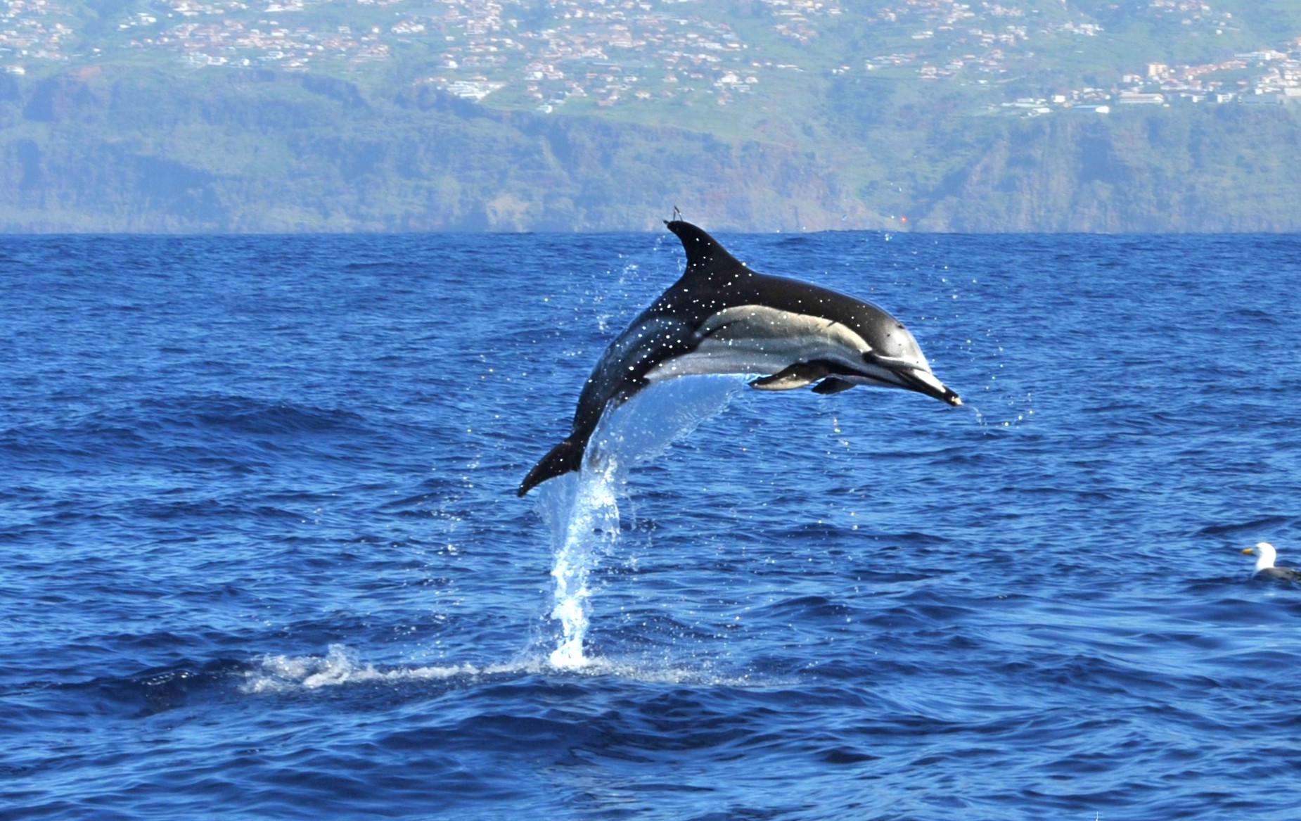 whale and dolphin watching 