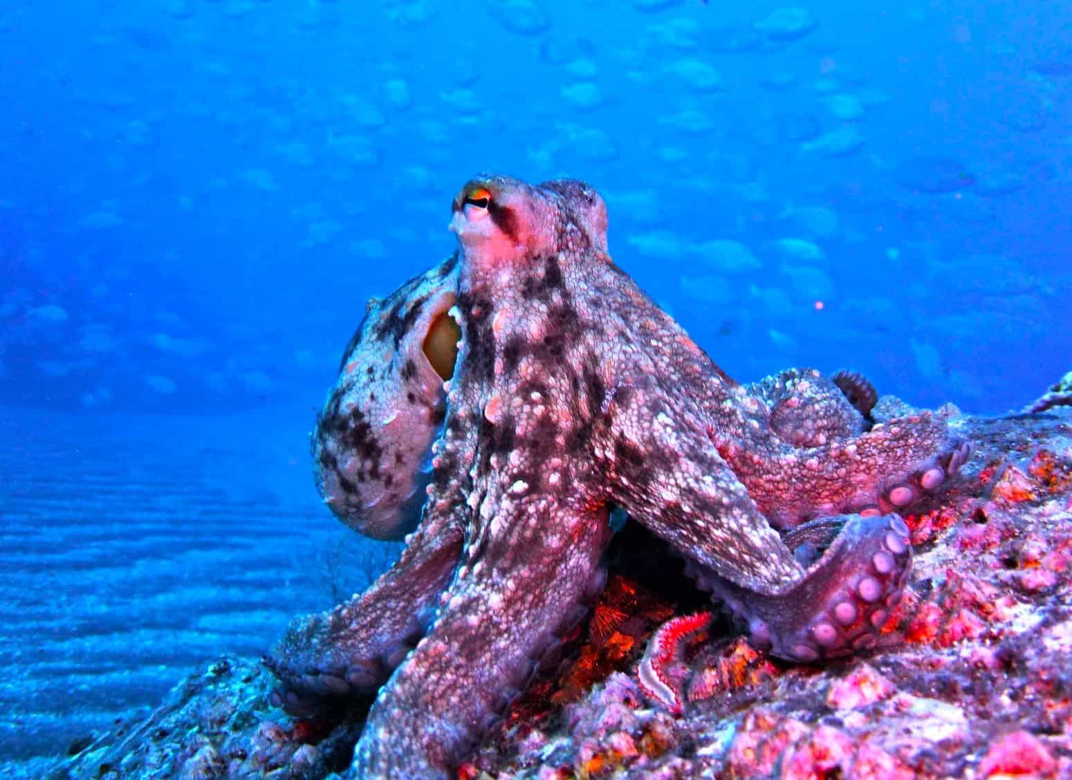 Diving and Snorkelling 