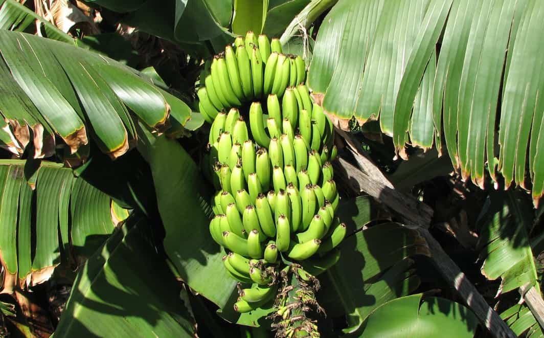 Funchal Food Tour 